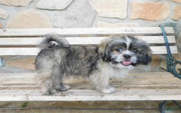 Shih Tzu dogs for sale: Max - Image 6