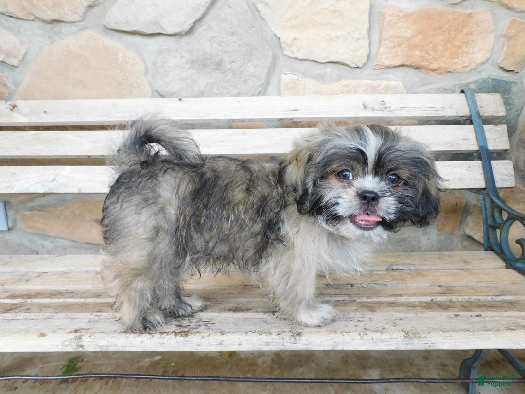 Shih Tzu dogs for sale: Max - Image 6