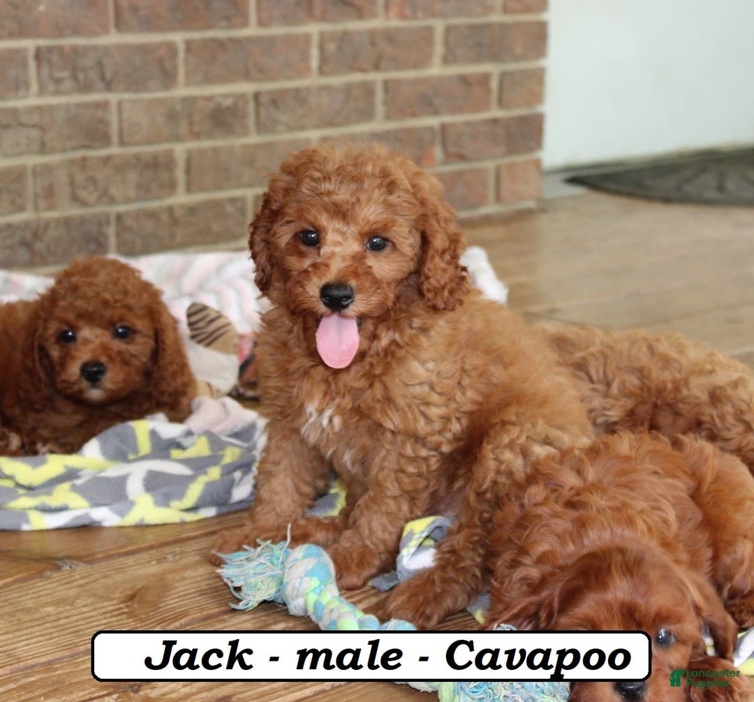 Cavapoo dogs for sale: Jack - Image 6