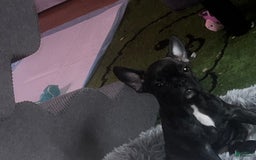 French Bulldog dogs for sale: Tiny - Image 2