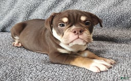 English Bulldog dogs for sale: Caroline - Image 5