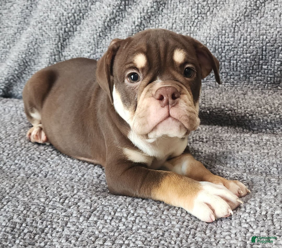 English Bulldog dogs for sale: Caroline - Image 5