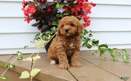 Mini Goldendoodle dogs for sale: Kody - Image 2