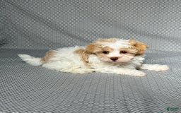 Havapoo dogs for sale: Molly - Image 2