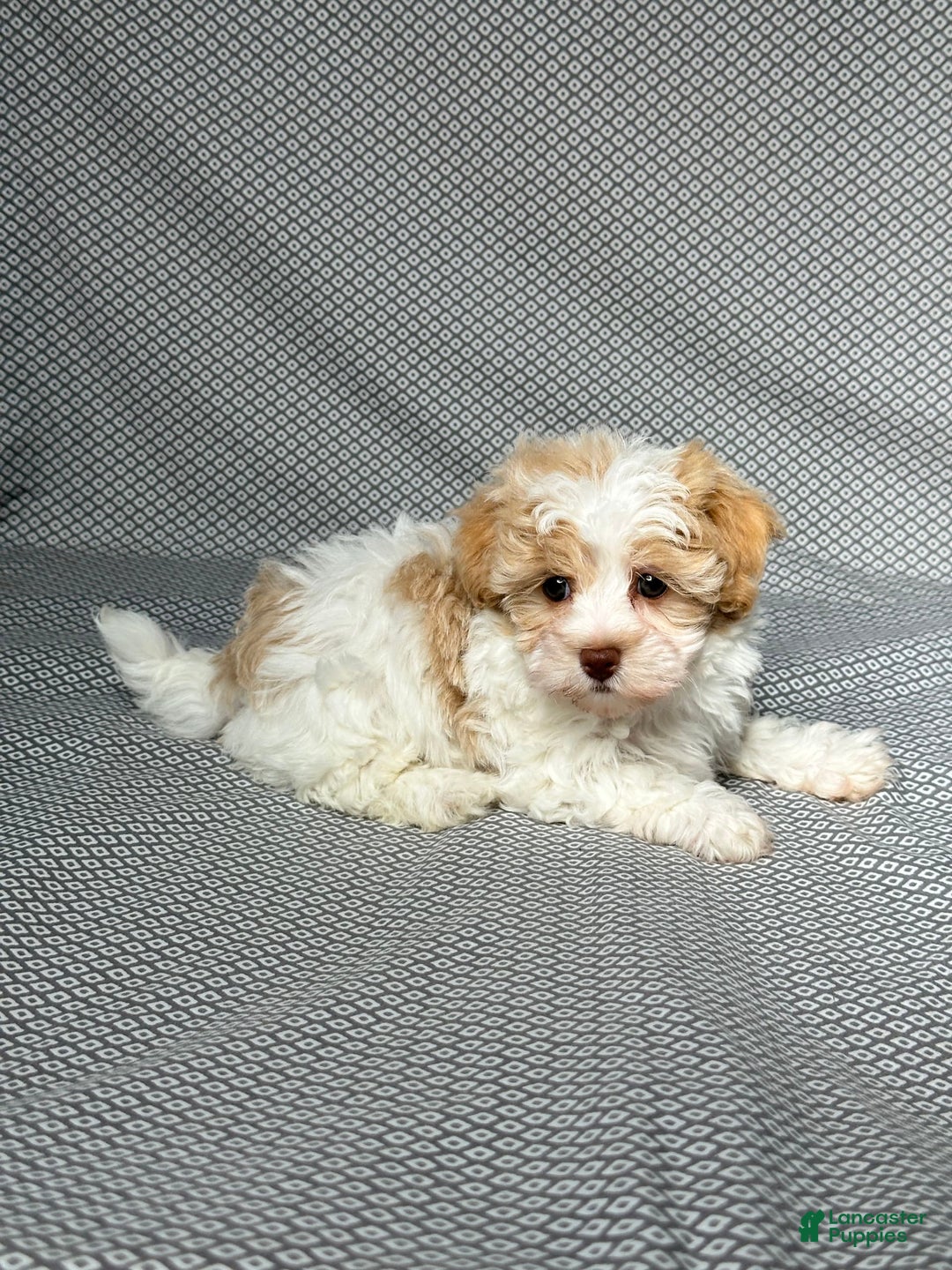 Havapoo dogs for sale: Molly - Image 2