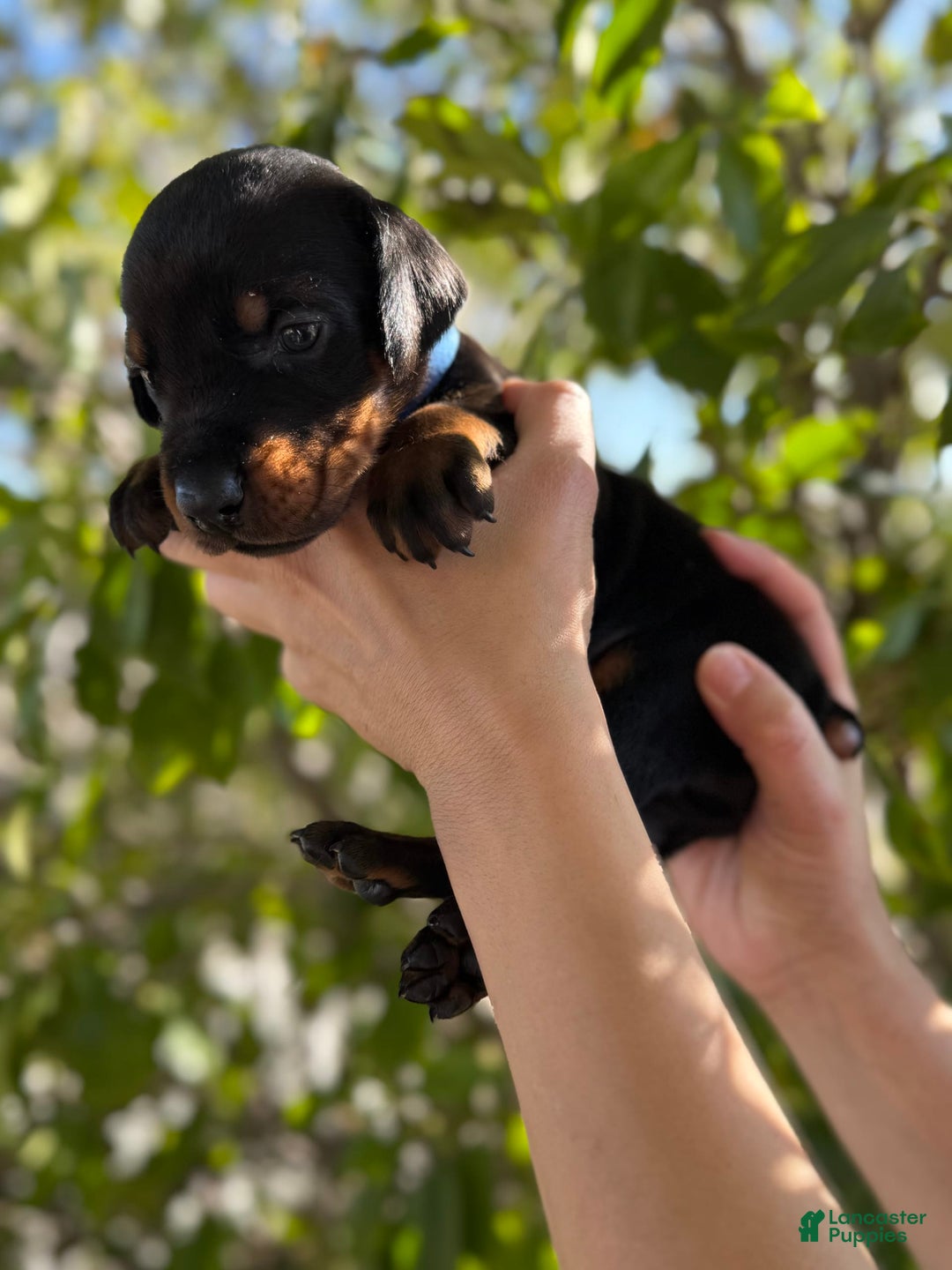 Doberman Pinscher dogs for sale: Blue Collar - Image 3