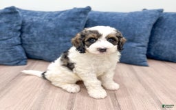 Mini Bernedoodle dogs for sale: Mini Bernedoodle 3 puppies - Image 1