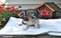 Miniature Dachshund dogs for sale: Mitzy - Image 3