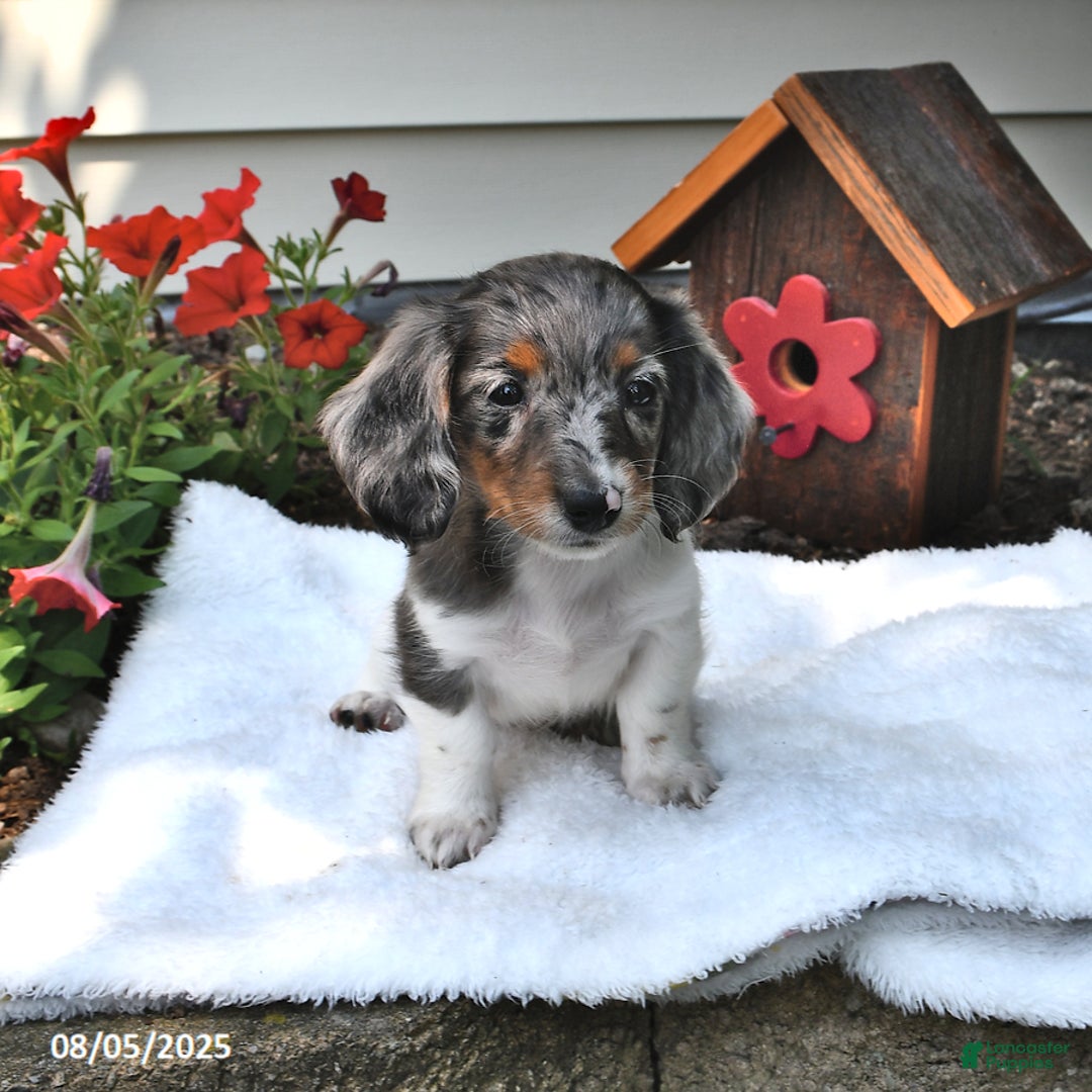 Miniature Dachshund dogs for sale: Mitzy - Image 3