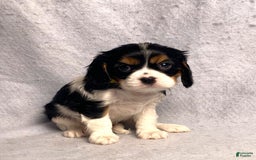 Cavalier King Charles Spaniel dogs for sale: Missy - Image 28