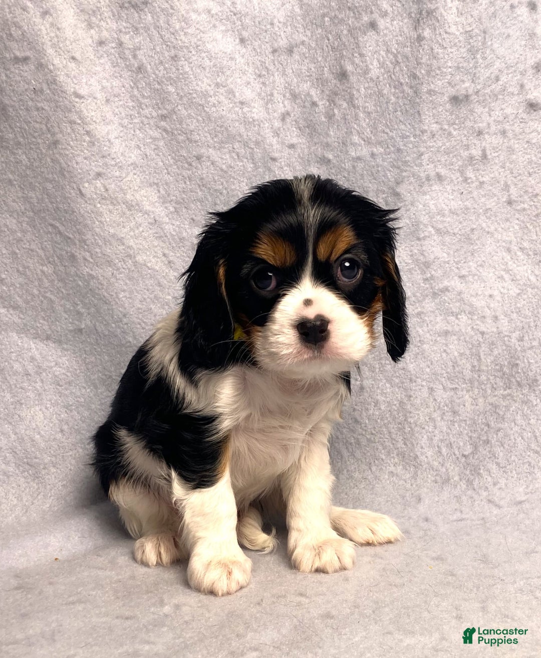 Cavalier King Charles Spaniel dogs for sale: Missy - Image 28