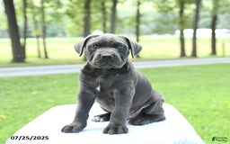 Cane Corso dogs for sale: Skye - Image 5