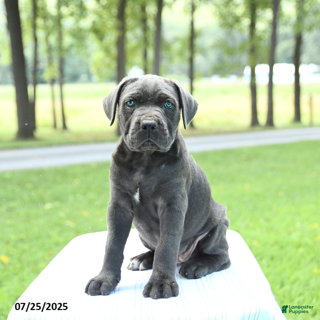 Cane Corso dogs for sale: Skye - Image 5