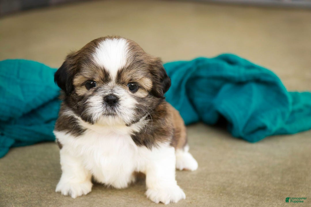 Shih Tzu dogs for sale: Beau - Image 6