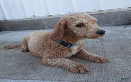Bichpoo dogs for sale: Gabe - Image 13