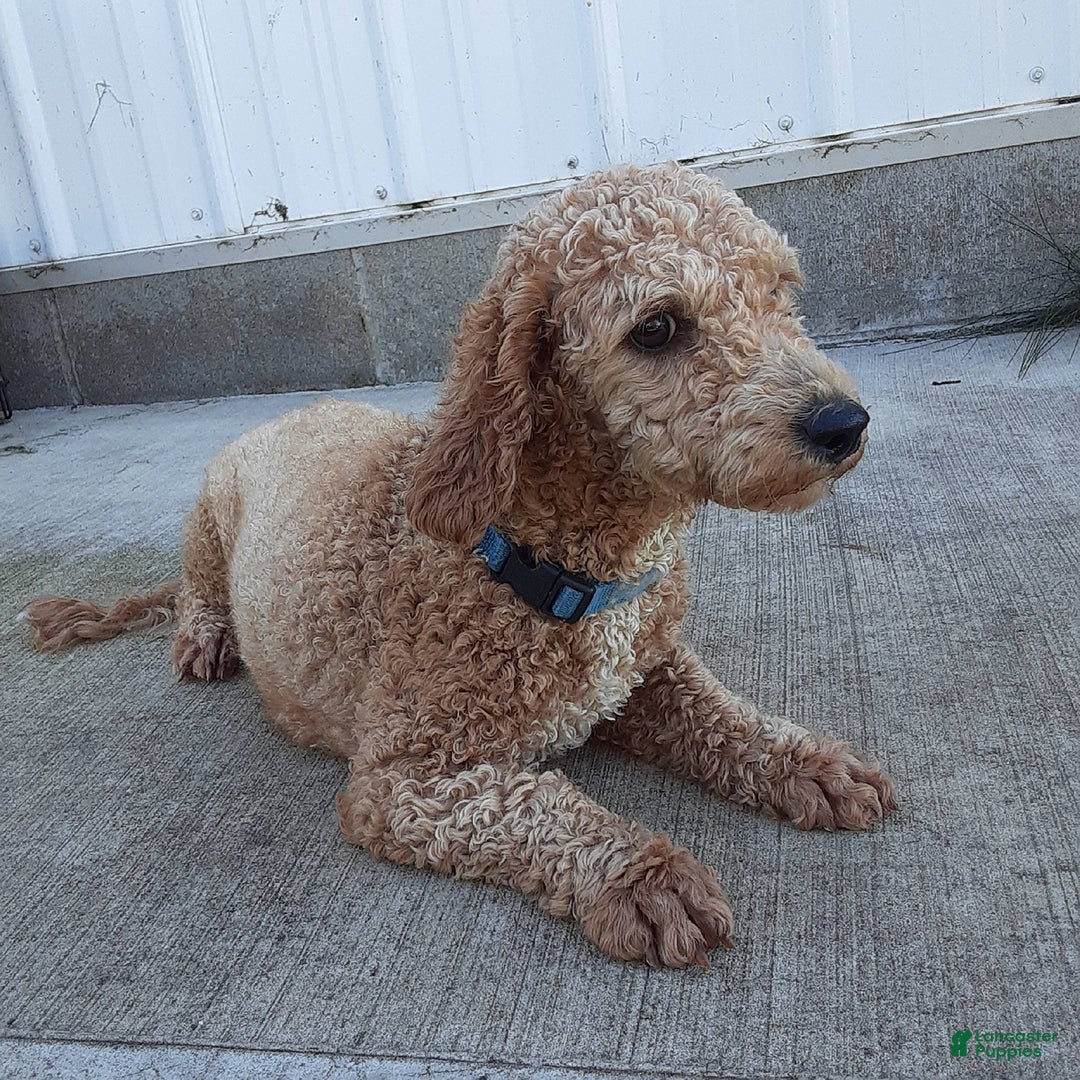 Bichpoo dogs for sale: Gabe - Image 13