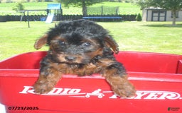 Yorkiepoo dogs for sale: Mia - Image 10