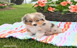 Welsh Corgi Pembroke dogs for sale: Twix - Image 3