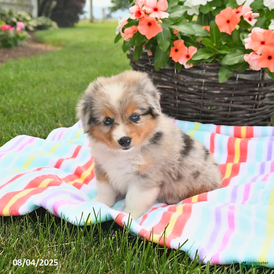 Welsh Corgi Pembroke dogs for sale: Twix - Image 3