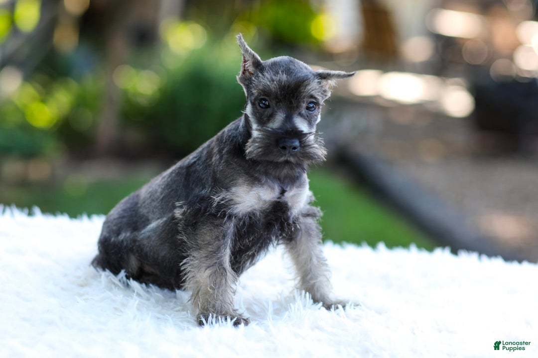 Miniature Schnauzer dogs for sale: Austin - Image 8