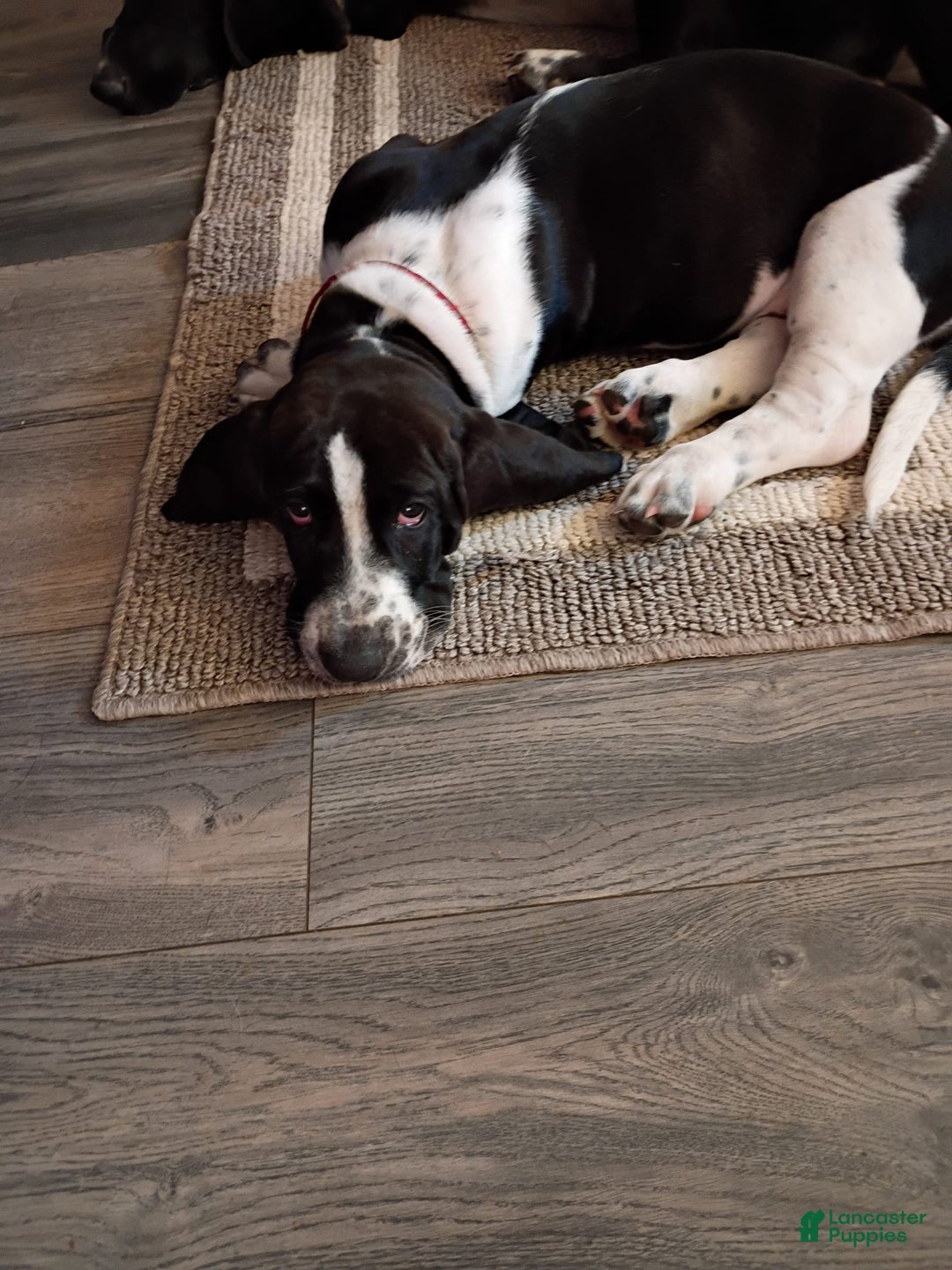 Basset Hound dogs for sale: Molly - Image 7