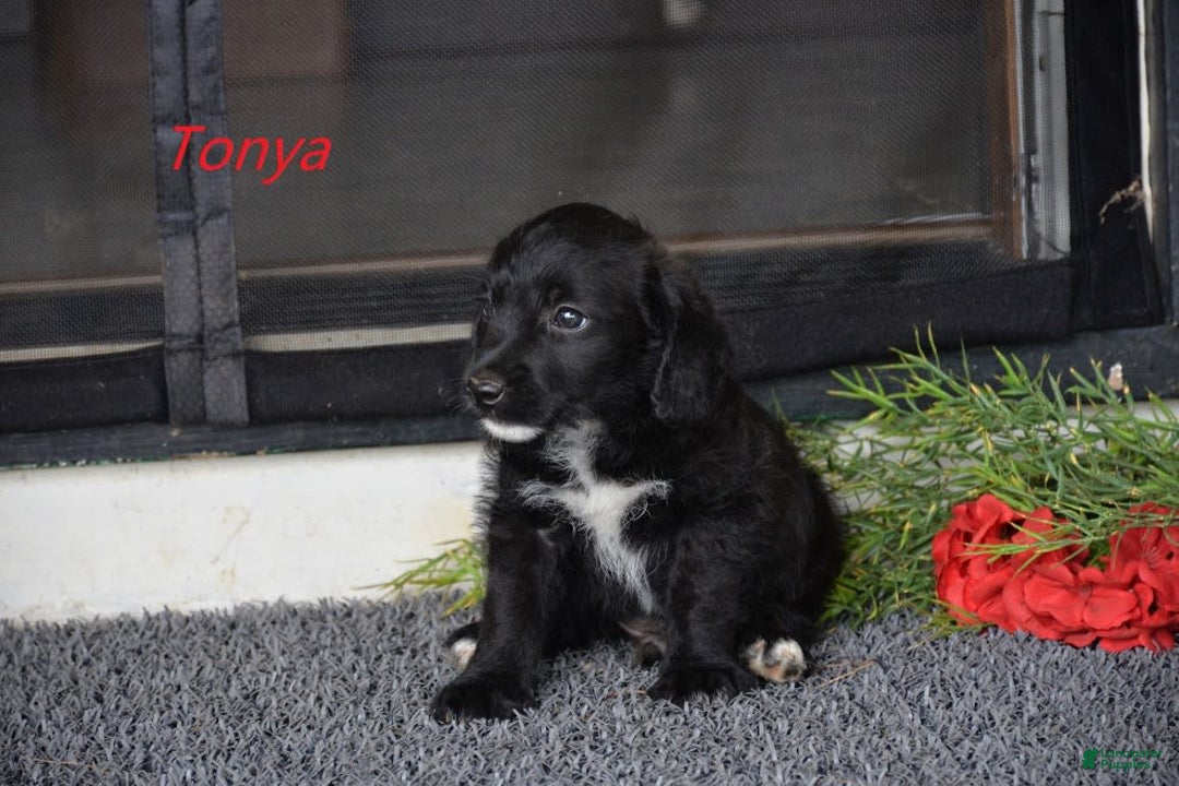 Miniature Poodle dogs for sale: Tonya - Image 1