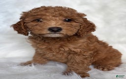 Mini Goldendoodle dogs for sale: Liberty - Image 1