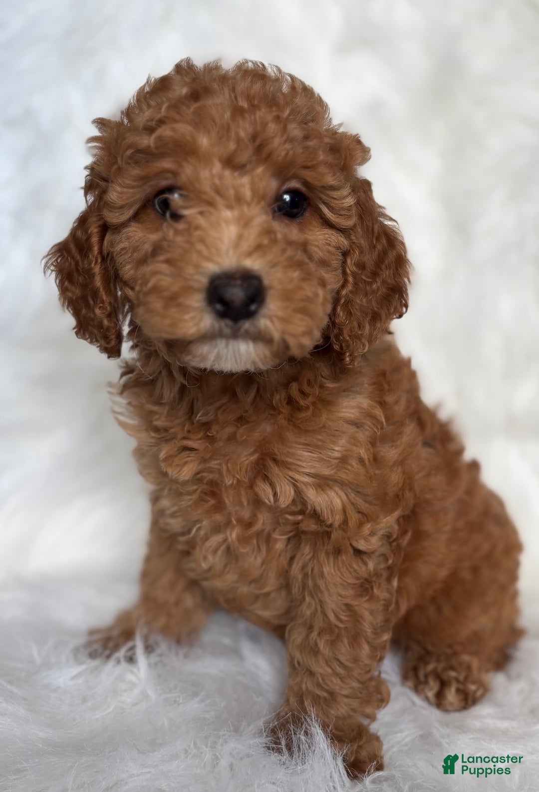 Mini Goldendoodle dogs for sale: Liberty - Image 1
