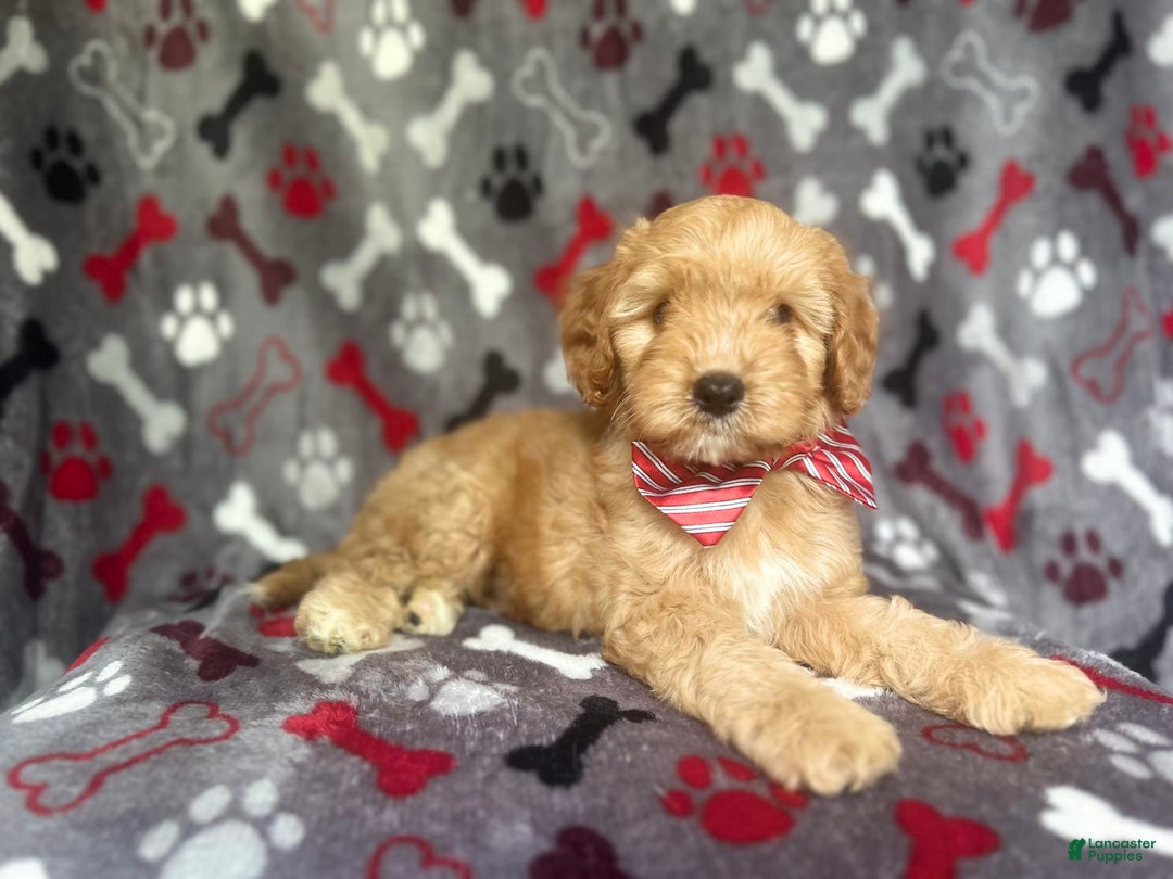 Cavapoo dogs for sale: Spade - Image 7