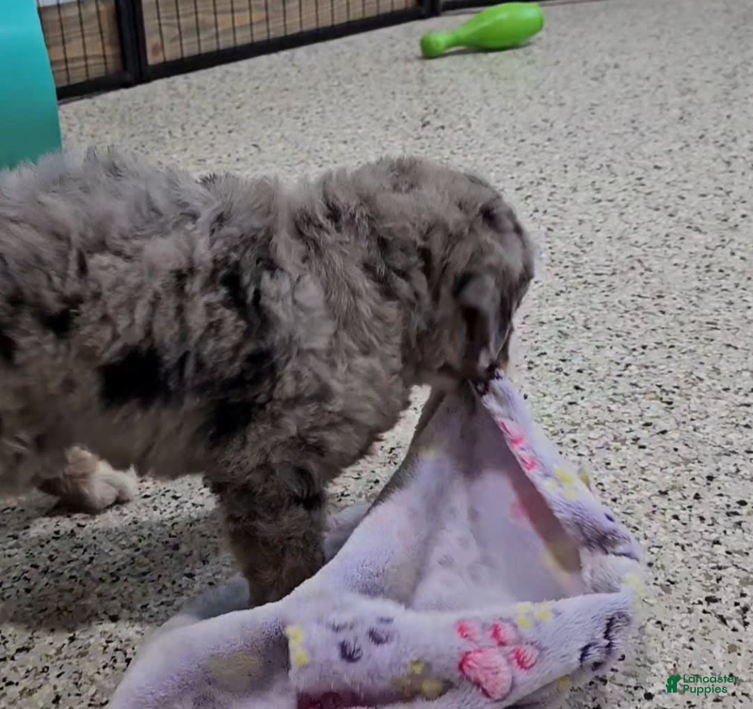 Mini Bernedoodle dogs for sale: Laker - Image 4
