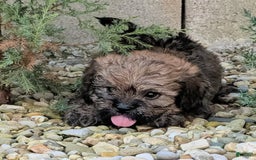 Lhasa Apso dogs for sale: Grizzly - Image 5