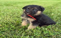 German Shepherd dogs for sale: Red - Image 2