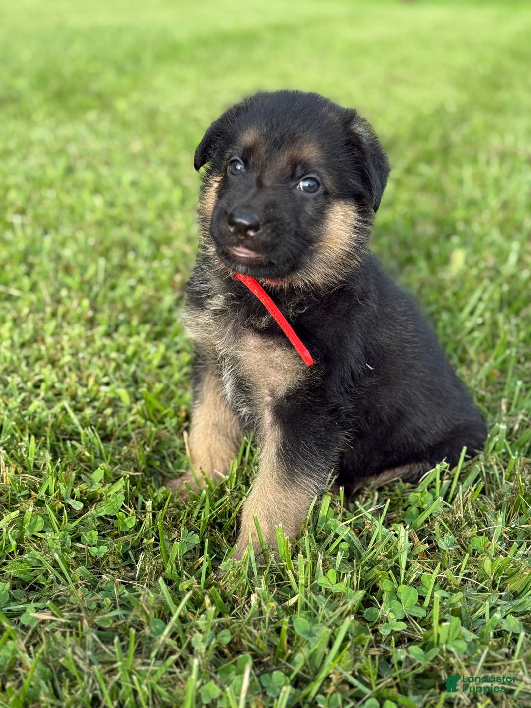 German Shepherd dogs for sale: Red - Image 2