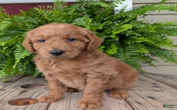 Goldendoodle dogs for sale: Reed - Image 7