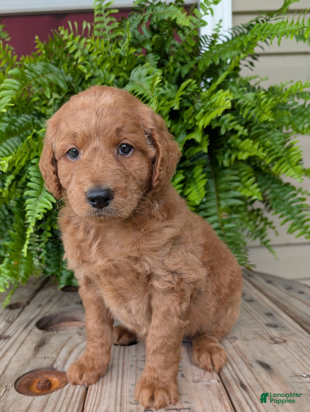 Goldendoodle dogs for sale: Reed - Image 7