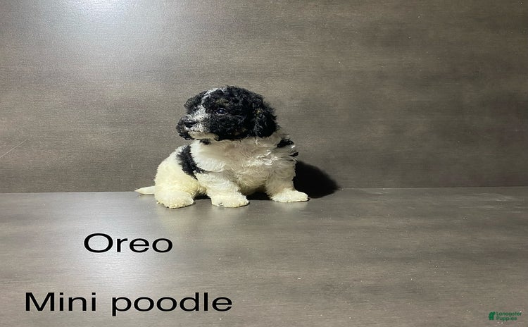 Miniature Poodle dogs for sale - Ad 3