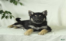 Gerberian Shepsky dogs for sale: Marigold - Image 6