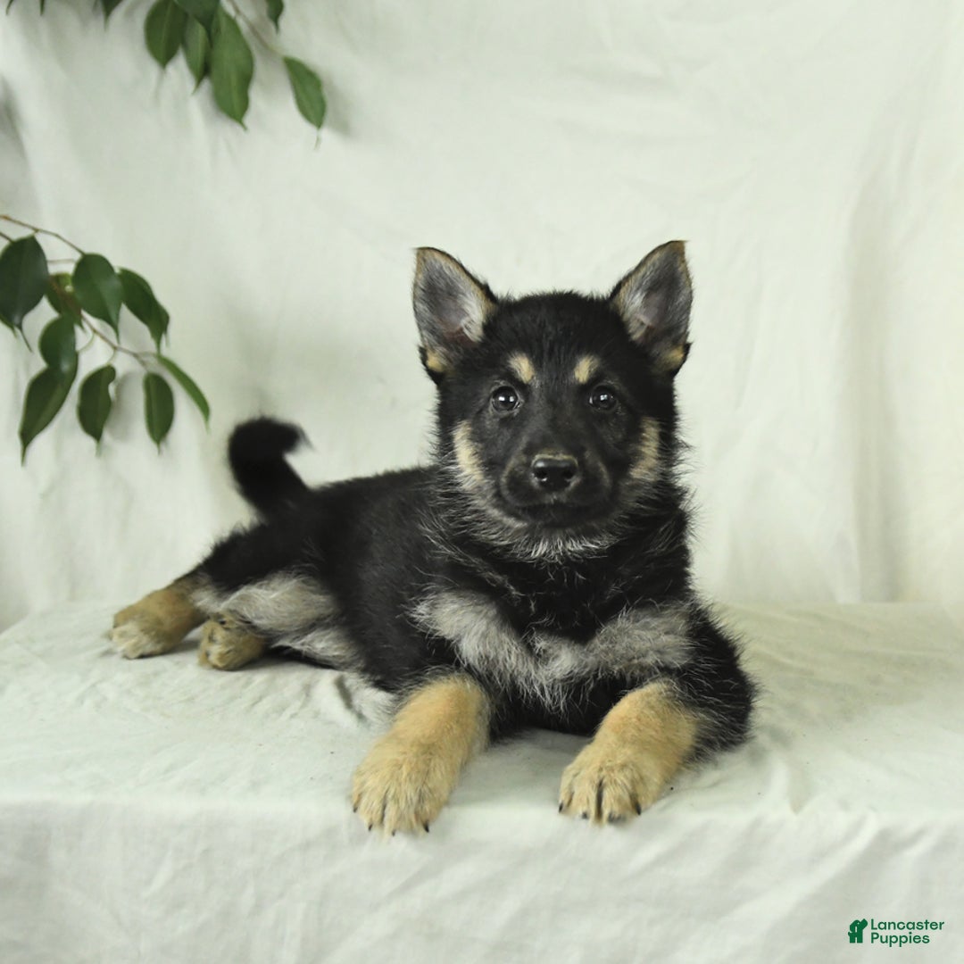 Gerberian Shepsky dogs for sale: Marigold - Image 6