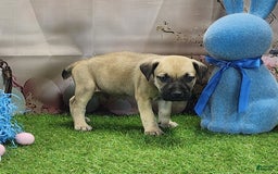 Catahoula Leopard Dog dogs for sale: Goldie 2025 M2 - Image 13