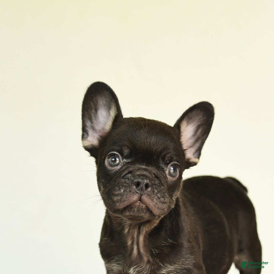 French Bulldog dogs for sale: Holly - Image 4