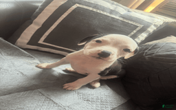 American Bully dogs for sale: Beauty - Image 10