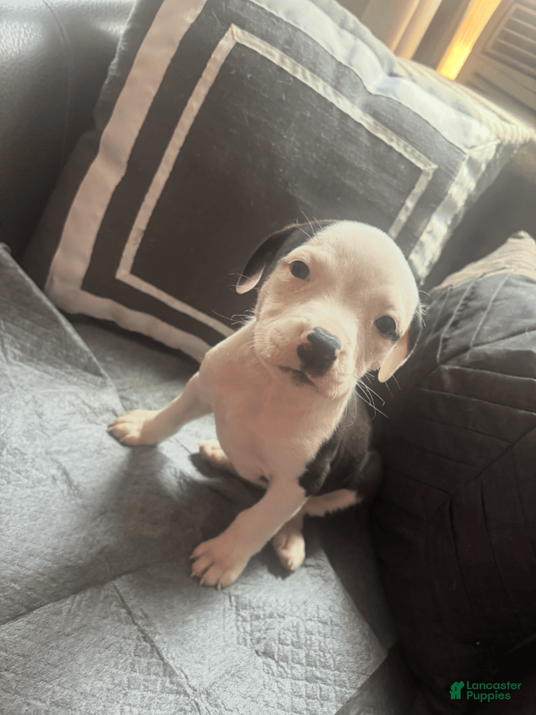 American Bully dogs for sale: Beauty - Image 10