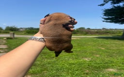Dachshund dogs for sale: Brittney - Image 3