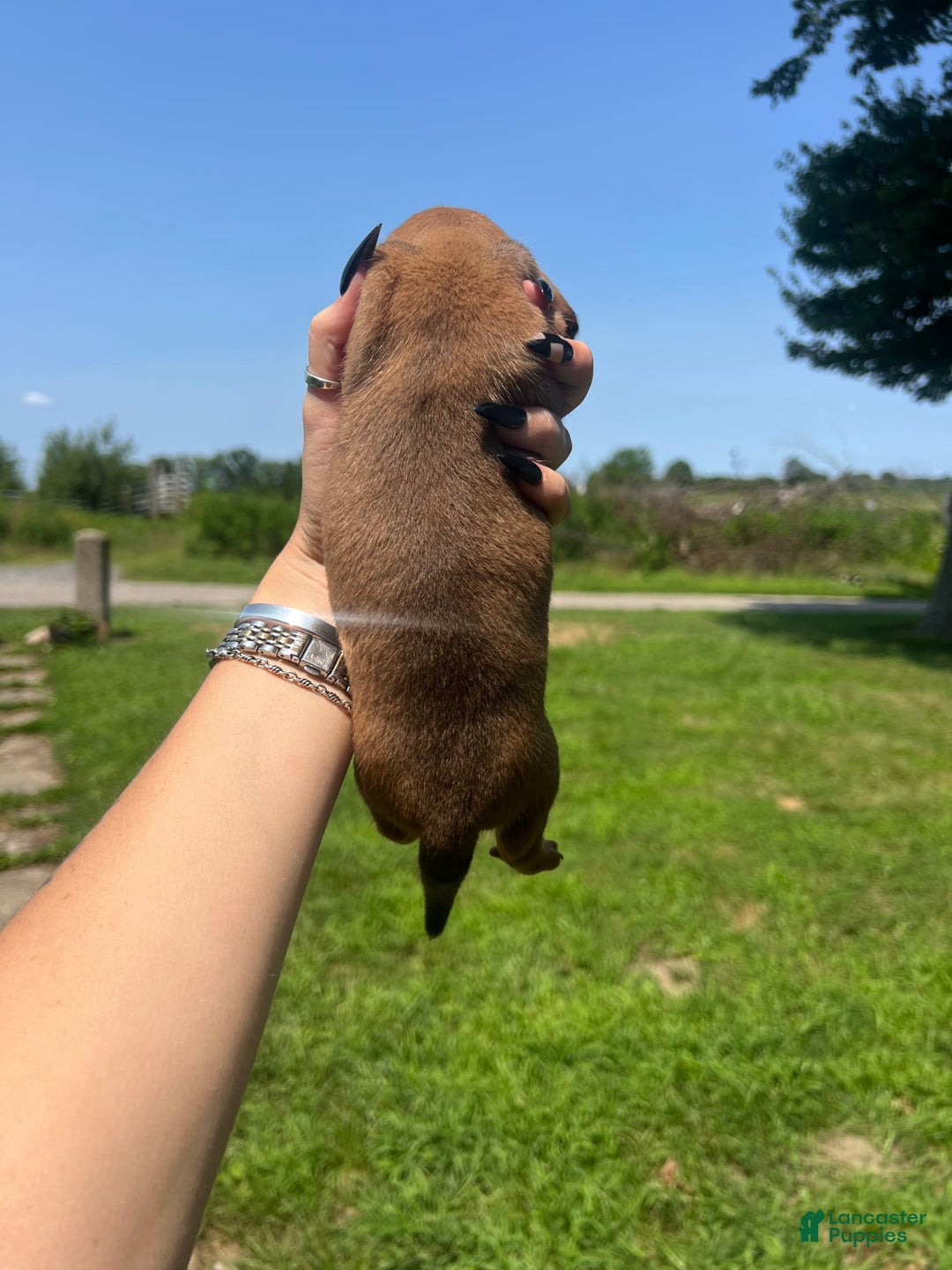 Dachshund dogs for sale: Brittney - Image 3