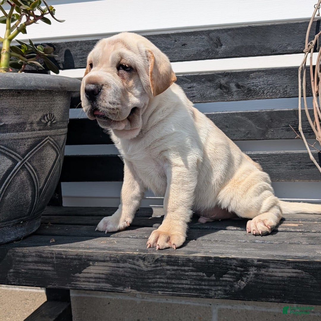 Mini Hippo dogs for sale: Cody - Image 18