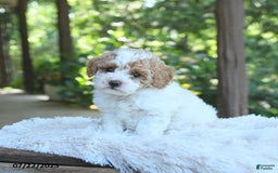 Miniature Poodle dogs for sale: Luna - Image 3