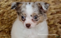 Chihuahua dogs for sale: Rita - Image 4