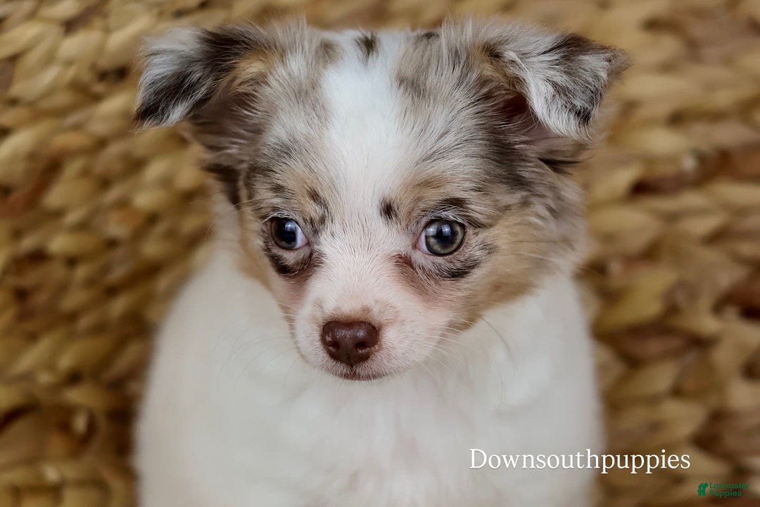 Chihuahua dogs for sale: Rita - Image 4