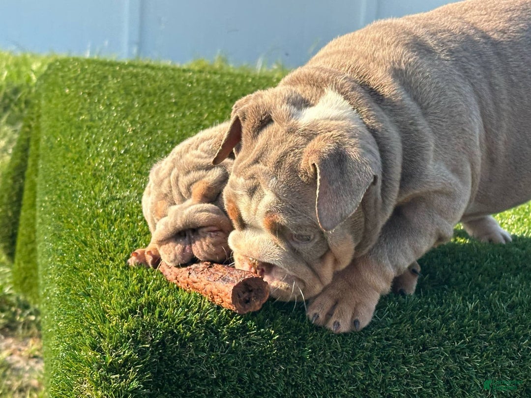 English Bulldog dogs for sale: Flo - Image 3