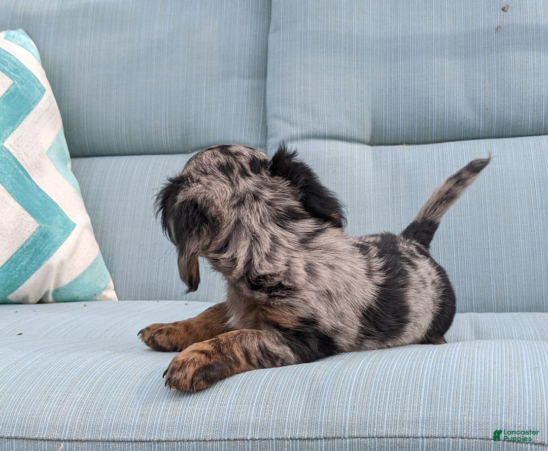 Miniature Dachshund dogs for sale: Miniature Dachshund 3 puppies - Image 25
